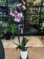 Phalaenopsis Art Nouveau / storczyk - obrazek 5