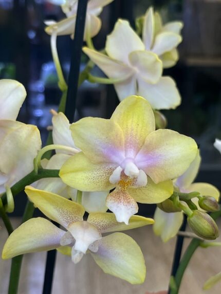 Storczyk Phalaenopsis Bolgheri Lemon, kolekcjonerska odmiana o cytrynowo-żółtych kwiatach, luksusowa roślina doniczkowa o długim kwitnieniu, Variegarden.