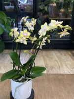 Phalaenopsis Bolgheri Lemon / storczyk pachnący - obrazek 4
