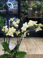 Phalaenopsis Bolgheri Lemon / storczyk pachnący - obrazek 5
