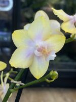 Phalaenopsis Bolgheri Lemon / storczyk pachnący - obrazek 3