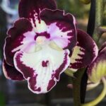 Storczyk Phalaenopsis Champion Daruma, kolekcjonerska odmiana miniaturowa o woskowych, bordowych kwiatach, luksusowy storczyk typu novelty o kompaktowym pokroju, Variegarden.