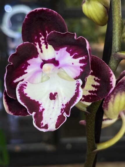 Storczyk Phalaenopsis Champion Daruma, kolekcjonerska odmiana miniaturowa o woskowych, bordowych kwiatach, luksusowy storczyk typu novelty o kompaktowym pokroju, Variegarden.
