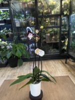 Phalaenopsis Champion Daruma / storczyk - obrazek 5