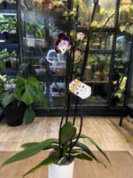 Phalaenopsis Champion Daruma / storczyk - obrazek 4