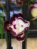 Phalaenopsis Champion Daruma / storczyk - obrazek 3