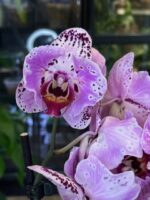Phalaenopsis Cornelia / storczyk - obrazek 3