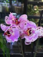 Phalaenopsis Cornelia / storczyk - obrazek 4