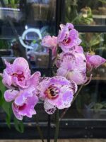 Phalaenopsis Cornelia / storczyk - obrazek 6