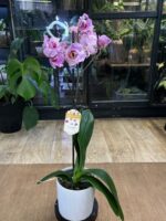 Phalaenopsis Cornelia / storczyk - obrazek 5