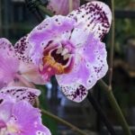 Storczyk Phalaenopsis Cornelia, kolekcjonerska hybryda pierwotna o pachnących, pastelowych kwiatach i ozdobnych, marmurkowych liściach, Variegarden.