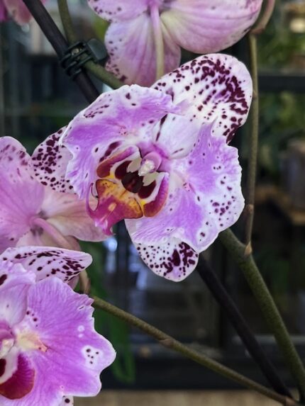Storczyk Phalaenopsis Cornelia, kolekcjonerska hybryda pierwotna o pachnących, pastelowych kwiatach i ozdobnych, marmurkowych liściach, Variegarden.