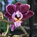 Storczyk Phalaenopsis Cranberry Cha Cha, kolekcjonerska odmiana o intensywnie żurawinowych kwiatach, luksusowa roślina ozdobna o obfitym kwitnieniu, Variegarden.
