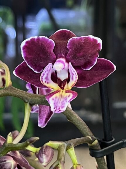 Storczyk Phalaenopsis Cranberry Cha Cha, kolekcjonerska odmiana o intensywnie żurawinowych kwiatach, luksusowa roślina ozdobna o obfitym kwitnieniu, Variegarden.