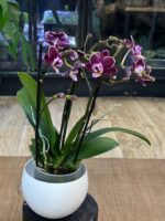 Phalaenopsis Cranberry Cha Cha / storczyk - obrazek 4