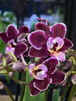 Phalaenopsis Cranberry Cha Cha / storczyk - obrazek 3