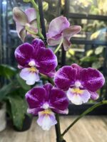 Phalaenopsis Johanna / storczyk - obrazek 3