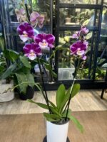 Phalaenopsis Johanna / storczyk - obrazek 4