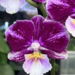 Storczyk Phalaenopsis Johanna, kolekcjonerska odmiana o pastelowych, brzoskwiniowo-różowych kwiatach z drobnym ciemniejszym żyłkowaniem, luksusowa roślina ozdobna, Variegarden.