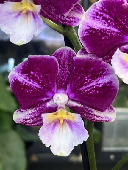 Storczyk Phalaenopsis Johanna, kolekcjonerska odmiana o pastelowych, brzoskwiniowo-różowych kwiatach z drobnym ciemniejszym żyłkowaniem, luksusowa roślina ozdobna, Variegarden.