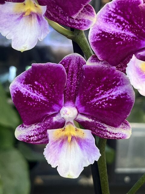 Phalaenopsis Johanna (3) Storczyk Phalaenopsis Johanna, kolekcjonerska odmiana o pastelowych, brzoskwiniowo-różowych kwiatach z drobnym ciemniejszym żyłkowaniem, luksusowa roślina ozdobna, Variegarden.