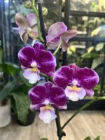 Phalaenopsis Johanna / storczyk - obrazek 2
