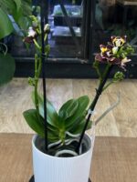 Phalaenopsis Yaphon Star Diamond / storczyk - obrazek 4