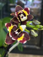 Storczyk Phalaenopsis Yaphon Star Diamond, kolekcjonerska odmiana novelty o woskowych, intensywnie purpurowych kwiatach, luksusowy storczyk tajwański, Variegarden.