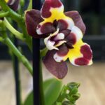 Storczyk Phalaenopsis Yaphon Star Diamond, kolekcjonerska odmiana novelty o woskowych, intensywnie purpurowych kwiatach, luksusowy storczyk tajwański, Variegarden.