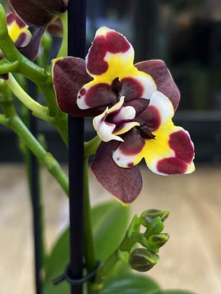 Storczyk Phalaenopsis Yaphon Star Diamond, kolekcjonerska odmiana novelty o woskowych, intensywnie purpurowych kwiatach, luksusowy storczyk tajwański, Variegarden.