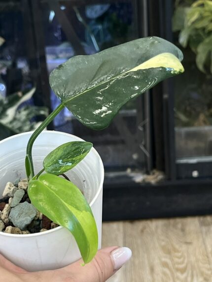 Philodendron Bipennifolium Variegata
