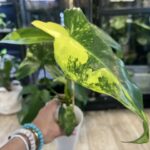 Philodendron Paradise Beauty #2