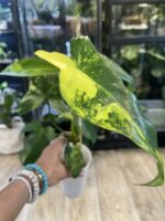 Philodendron Paradise Beauty #2