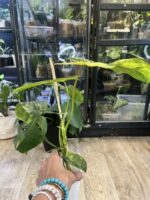 Philodendron Paradise Beauty #2 - obrazek 2