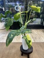 Philodendron Paradise Beauty #2 - obrazek 3