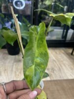 Philodendron Paradise Beauty #2 - obrazek 4
