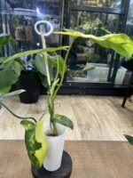 Philodendron Paradise Beauty #2 - obrazek 5