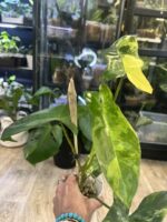 Philodendron Paradise Beauty #2 - obrazek 6