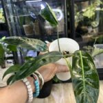 Philodendron Patriciae