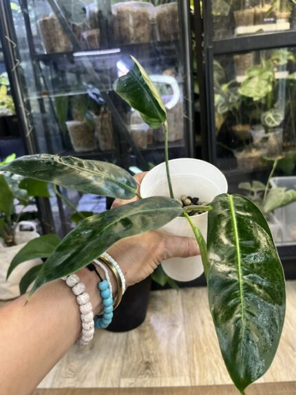 Philodendron Patriciae