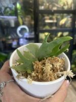 Platycerium 'Bacteria', ekstremalnie rzadka i skrajnie karłowa odmiana paproci łosie rogi o gęstej, pofałdowanej tarczy i mikroskopijnych woskowych liściach płodnych, Variegarden.