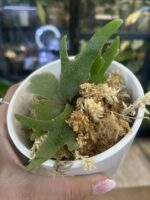 Platycerium 'Bacteria', ekstremalnie rzadka i skrajnie karłowa odmiana paproci łosie rogi o gęstej, pofałdowanej tarczy i mikroskopijnych woskowych liściach płodnych, Variegarden.