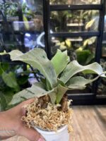 Platycerium 'Ginka' #1 - obrazek 3