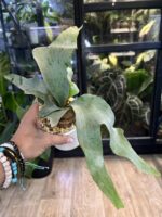 Platycerium 'Ginka' #1 - obrazek 2
