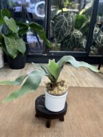 Platycerium 'Ginka' #1 - obrazek 4