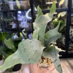 Platycerium Ginka, ekstremalnie rzadka i karłowa odmiana paproci łosie rogi o gęstych, śnieżnobiałych liściach pokrytych grubym kutnerem, luksusowy epifit, Variegarden.