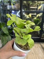 Platycerium ridleyi var. round Cloud #1 - obrazek 3