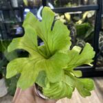 Platycerium ridleyi var. round Cloud, niezwykle rzadka i cenna paproć kolekcjonerska o idealnie kulistej pofałdowanej tarczy przypominającej chmurę, luksusowy epifit, Variegarden.