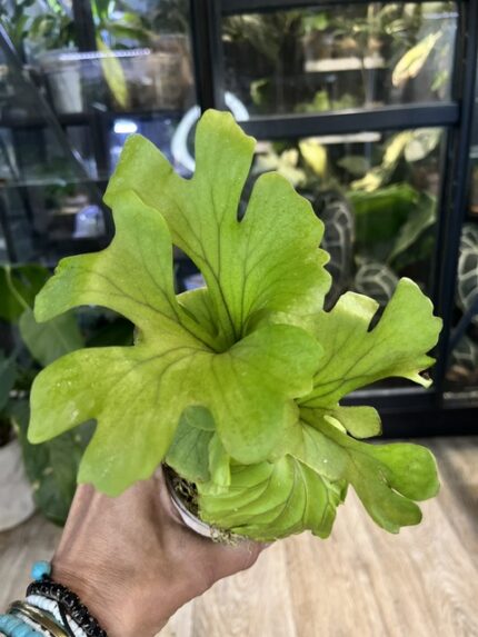 Platycerium ridleyi var. round Cloud, niezwykle rzadka i cenna paproć kolekcjonerska o idealnie kulistej pofałdowanej tarczy przypominającej chmurę, luksusowy epifit, Variegarden.