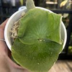 Platycerium andinum, niezwykle rzadki botaniczny gatunek paproci łosie rogi z Ameryki Południowej o długich, zwisających liściach pokrytych srebrzysto-białym kutnerem, Variegarden.